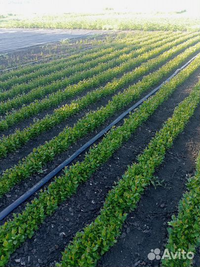 Кизильник блестящий