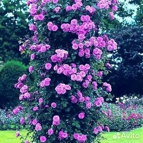 Роза плетистая