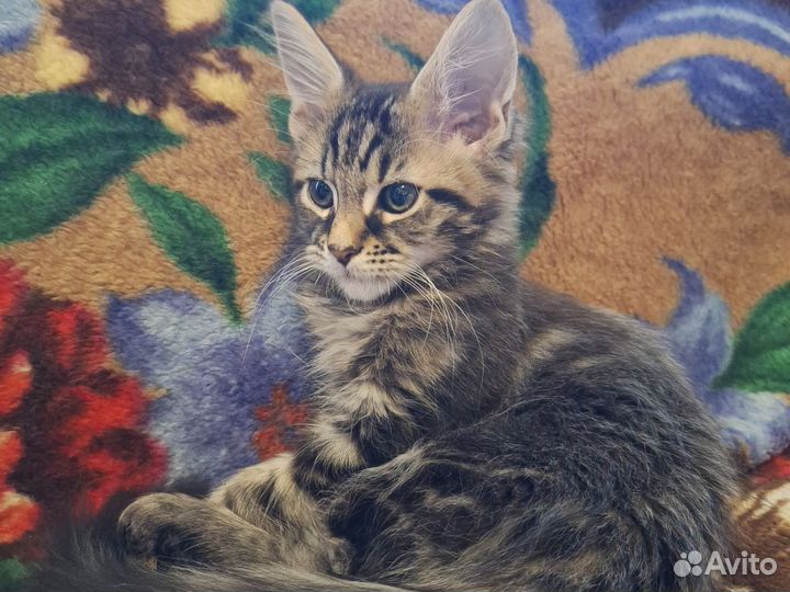 Котёнок мейн-кун