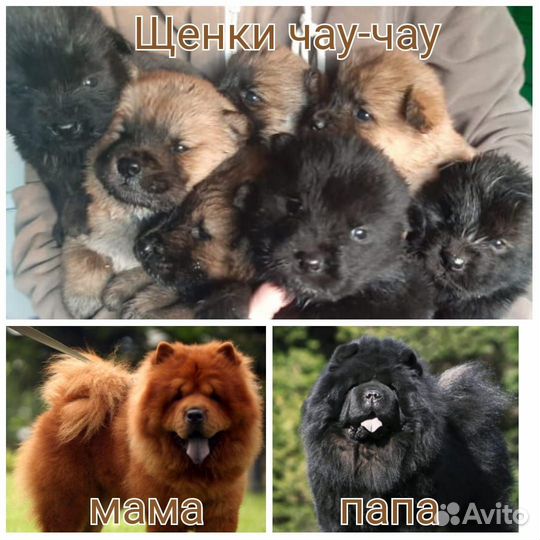 Щенки чау-чау