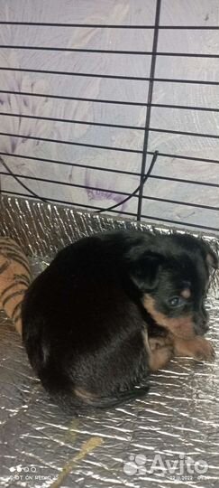 Мини той-терьер щенки