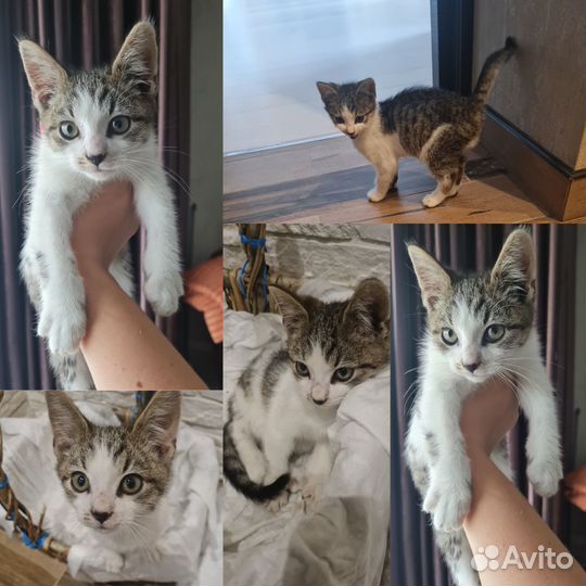 Котёнок ищет дом