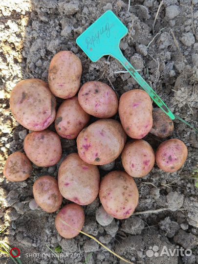 Продам картофель на посадку Сарпо мира, Друид