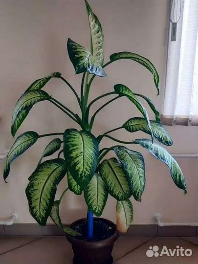 Диффенбахия Марс