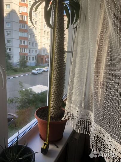 Цветок Пахиподиум