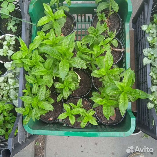 Рассада цветов многолетников и сортовых георгин