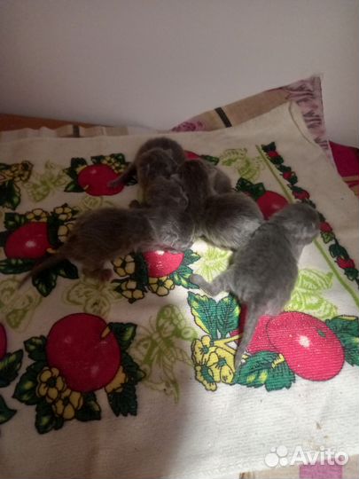 Продам котят британчики