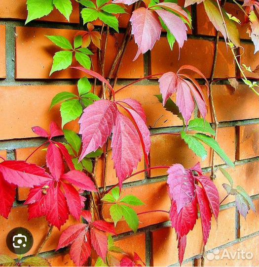 Саженцы девичий виноград