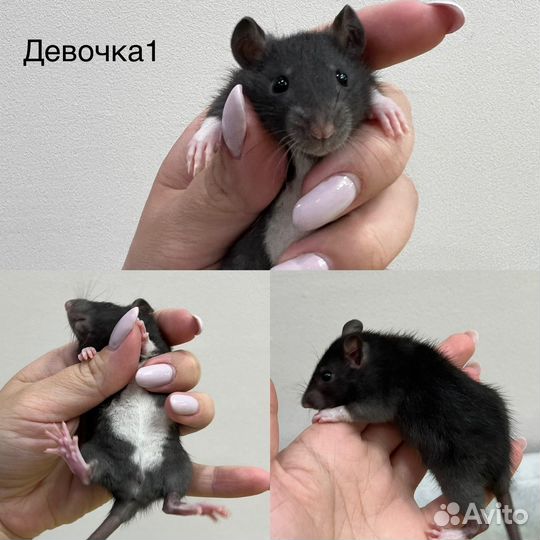 Декоративная крыса