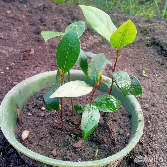 Фикус эластика Черный принц, Мирт, Лавр