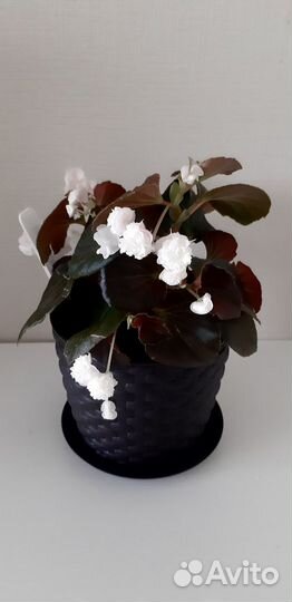 Бегония вечноцветущая махровая