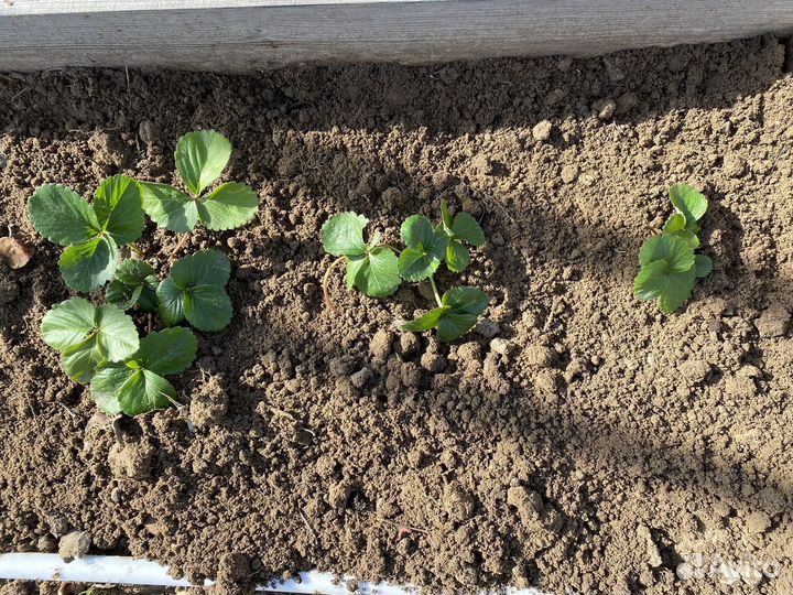 Рассада ремонтантной клубники