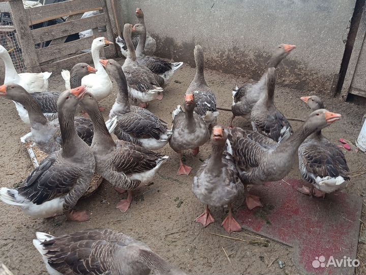 Гусаки и гусыни