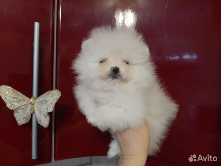 Шпицы померанцы белые, крем, черные и др
