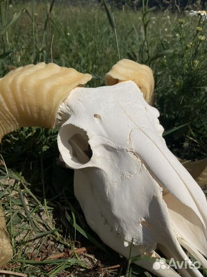 Череп барана большой