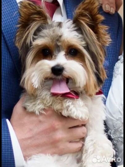 Бивер йорк вязка