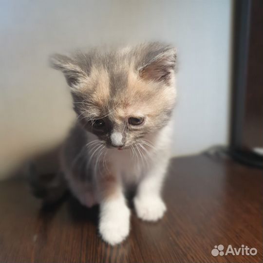 Кошечка в добрые руки