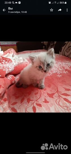 Кот