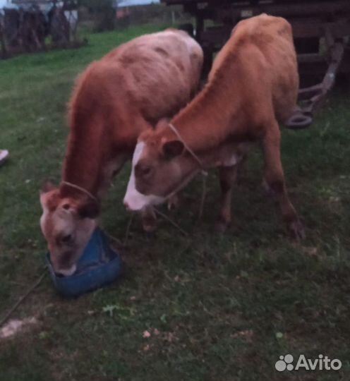 Два бычка одна тёлка