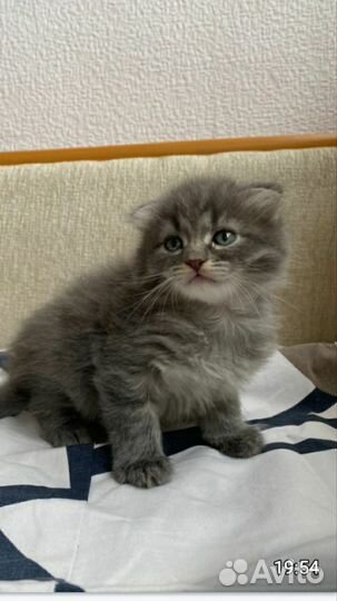 Шотланлский вислоухий