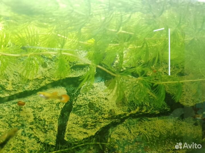 Роголистник, ряска