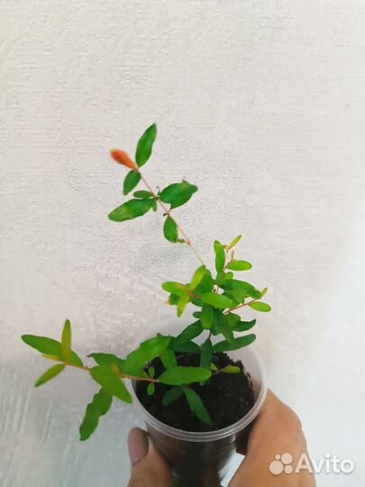 Комнатный гранат, плодоносящий