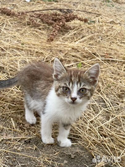 Котята в добрые руки бесплатно