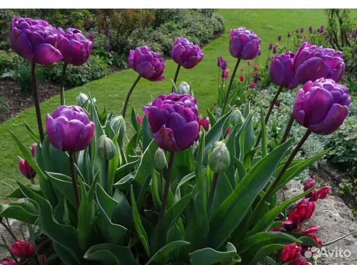 Пионовидные тюльпаны