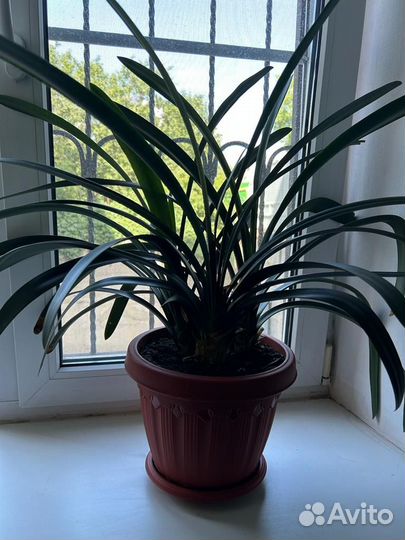 Комнатные цветы