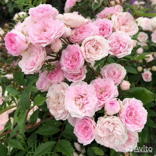 Розы. саженцы.доставка