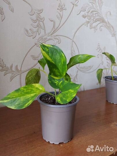 Сциндапсус золотистый