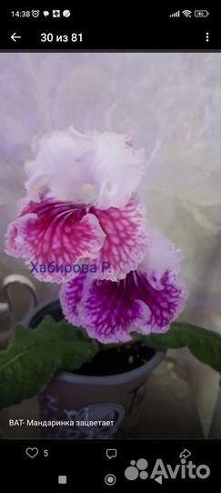 Стрептокарпусы