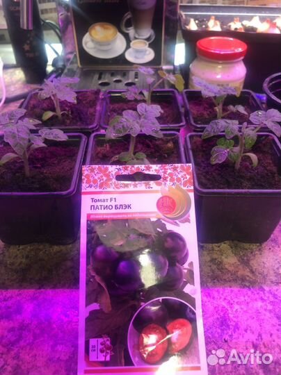 Рассада томат на окно Патио блек и патио плюм