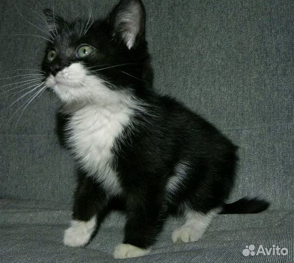 Квартирная передержка с любовью