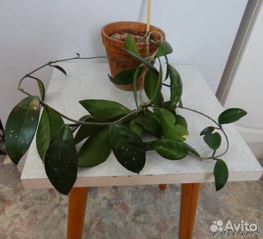 Хойя карноза