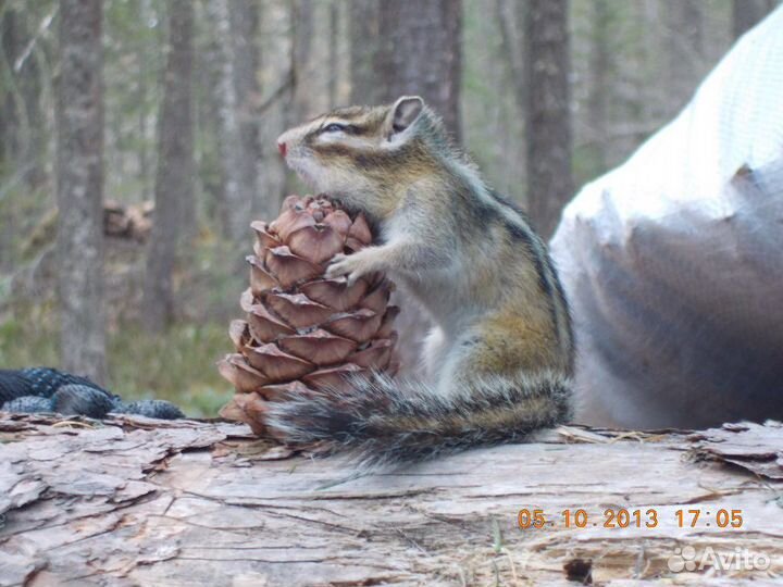 Кедровая шишка для белочки и попугая