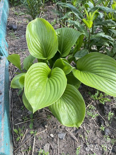 Ирис бородатый Wabash Вабаш