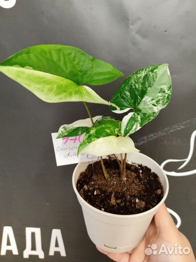 Комнатные растения