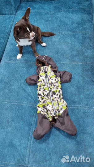 Комбинезон для собаки Dogmoda