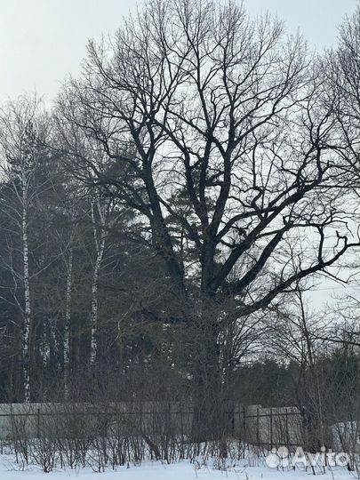 Продам дубРаспил-самовывоз