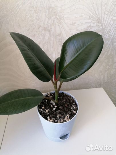 Продам фикус