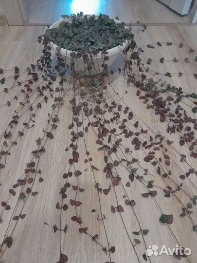 Церопегия вуда