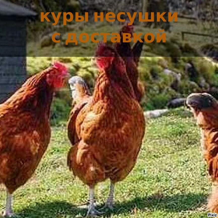 Куры несушки подрощенные