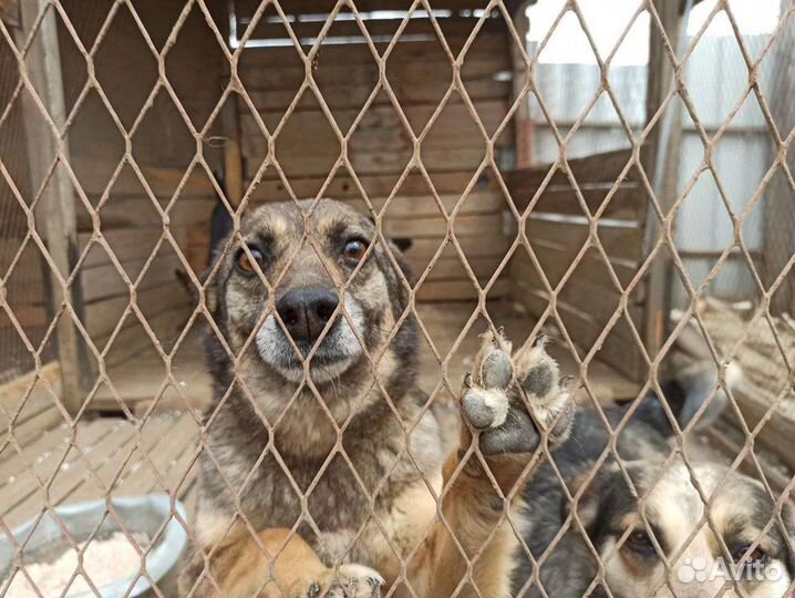 Маленькая собака ищет дом