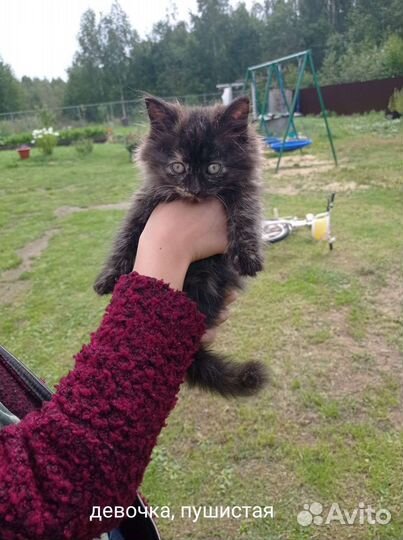 Отдам в добрые руки