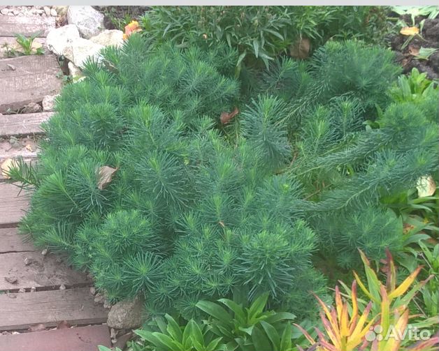 Многолетники, однолетники, ягоды, цветы, рассада