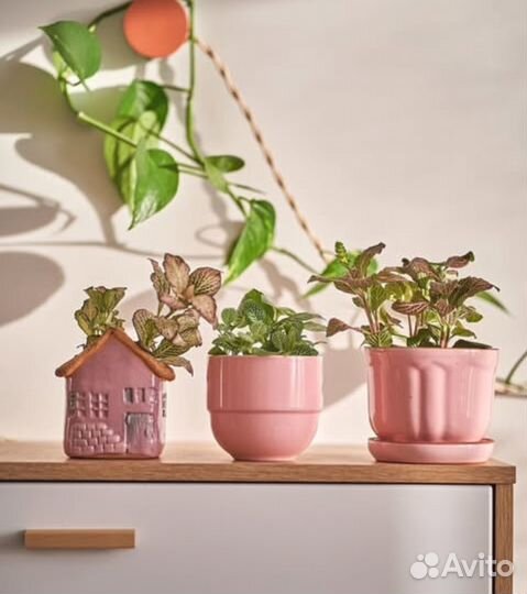 Кашпо/горшок на 8 марта