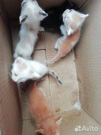 Котята в добрые руки