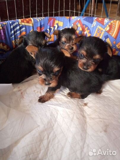 Йоркширский терьер мини щенки