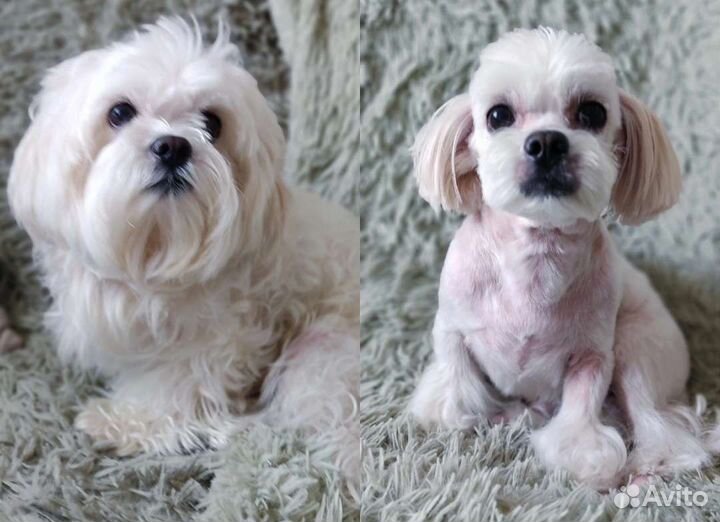 Грумер стрижка собак и кошек